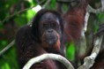 /album/photo-gallery-wildlife1/bornean-orangutan-pongo-pygmaeus-danum-valley-jpg/
